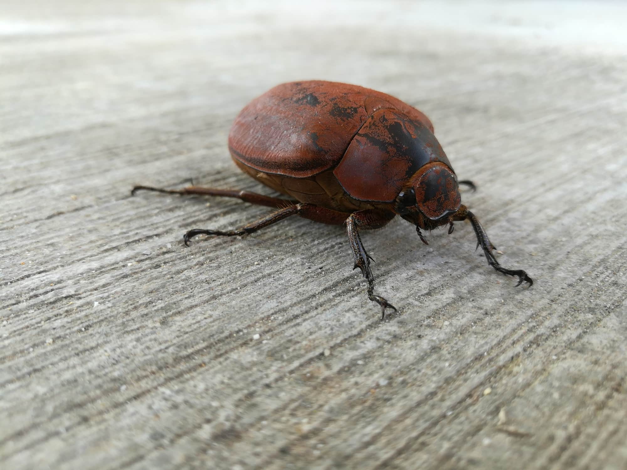 june bugs life span