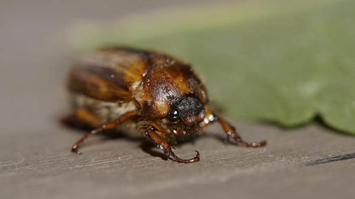 june bugs life span