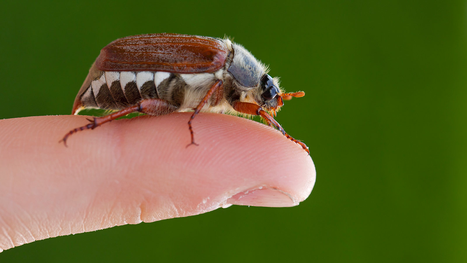 Life cycle of a June bug – From larvae to adult