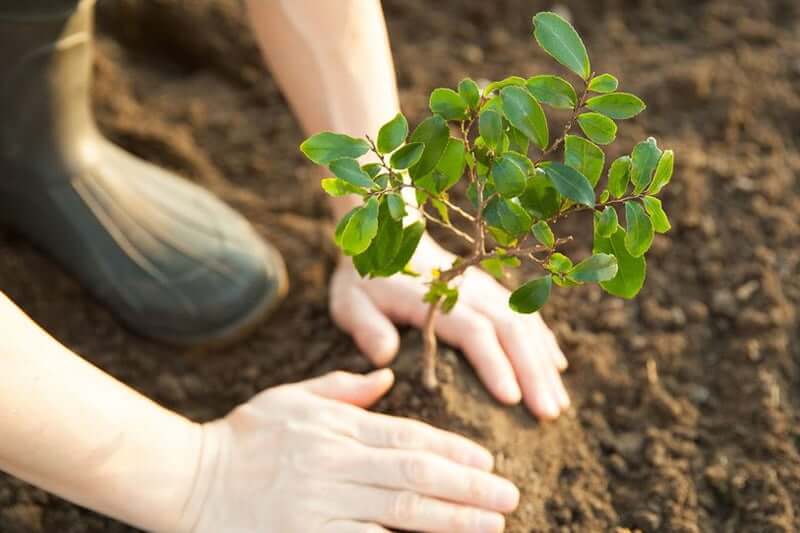 Growing trees