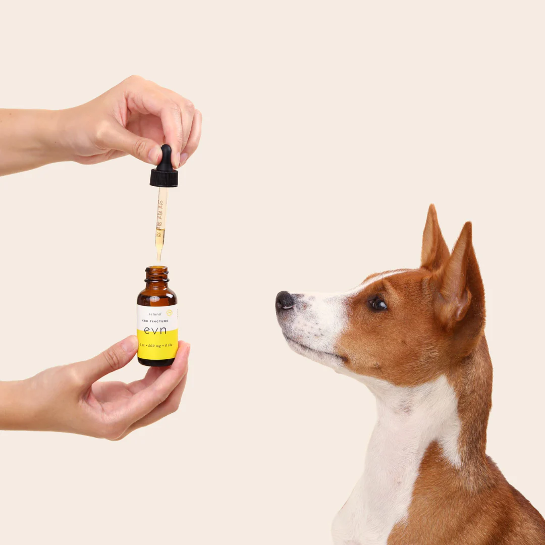 Reasons to Try CBD Treats for Dogs